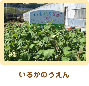 いるかのうえん